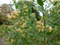 Pomíšenka nepitolistá - větévky s květy (Baccharis halimifolia)
