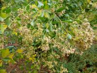 Pomíšenka nepitolistá - větévky s květy (Baccharis halimifolia)