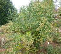 Pomíšenka nepitolistá - habitus (Baccharis halimifolia)