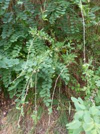 Kustovnice cizí (Lycium barbarum)