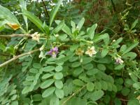 Kustovnice cizí (Lycium barbarum)