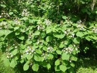 Katalpa trubačovitá