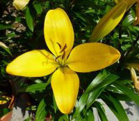 Lilie 'Serrada' - LA hybridy (Lilium)