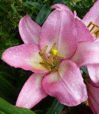 Lilie 'Samur' - LA hybridy (Lilium)
