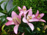 Lilie 'Samur' - LA hybridy (Lilium)