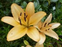 Lilie 'Menorca' - LA hybridy