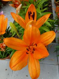 Lilie 'Montesa' LA hybridy (Lilium)