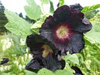 Topolovka růžová (Alcea rosea)