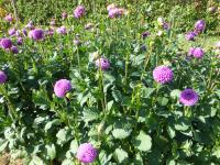 Jiřinka 'Metuje' (Dahlia)