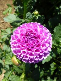 Jiřinka 'Metuje' (Dahlia)