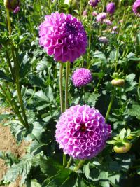 Jiřinka 'Metuje' (Dahlia)