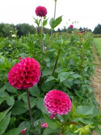 Jiřinka 'Sáva' (Dahlia)