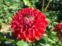 Jiřinka 'Jan Černý' (Dahlia)