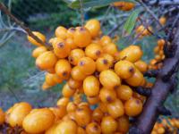 Rakytník řešetlákový 'Orange Energy'