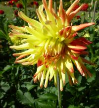 Jiřinka 'Jaroslav Jindříšek' (Dahlia)