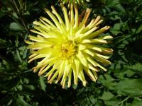 Jiřinka 'Jaroslav Jindříšek' (Dahlia)