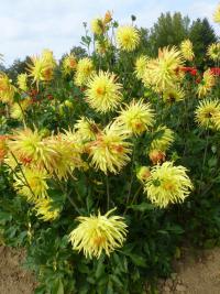 Jiřinka 'Jaroslav Jindříšek' (Dahlia)