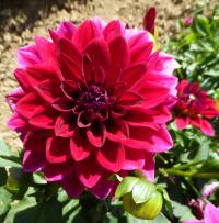 Jiřinka 'Perseus' (Dahlia)