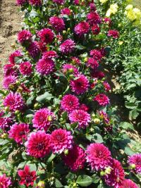 Jiřinka 'Perseus' (Dahlia)