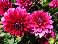 Jiřinka 'Perseus' (Dahlia)