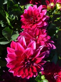 Jiřinka 'Perseus' (Dahlia)