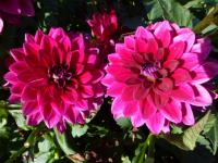 Jiřinka 'Perseus' (Dahlia)