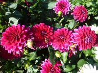 Jiřinka 'Perseus' (Dahlia)