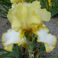 Kosatec 'Debby Rairdon' - Vysoké bradaté kosatce (Iris)
