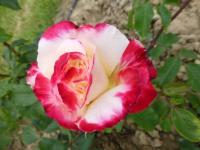 Růže 'Bicolette' - Velkokvěté růže