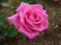 Růže 'Ballet' - Velkokvěté růže