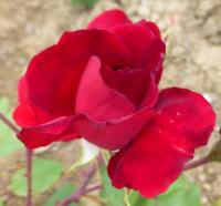 Růže 'Bezruč' - Velkokvěté růže (Rosa)