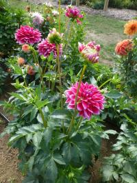Jiřinka 'Canby Centennial' (Dahlia)