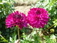 Jiřinka 'Jiří Krampol'