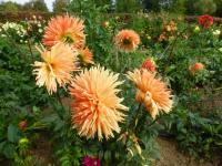 Jiřinka 'Mevrouw Clement Andries' (Dahlia)