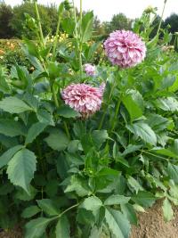 Jiřinka 'Tanner Joy' (Dahlia)