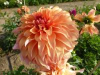 Jiřinka 'Helenka' (Dahlia)