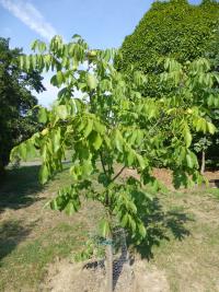 Ořešák královský 'Broadview'