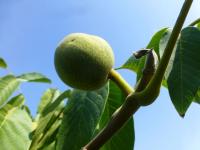 Ořešák královský 'Jupiter'