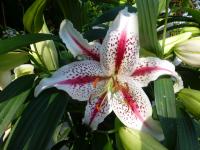 Lilie 'Tigerwoods' - Orientální hybridy (Lilium)
