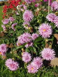 Jiřinka 'Hy Trio' - Semikaktusovité jiřinky