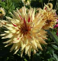 Jiřinka 'Hy Pimento' (Dahlia)
