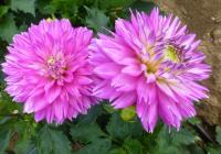 Jiřinka 'Merope' (Dahlia)