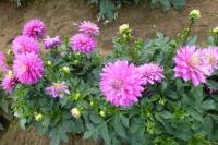 Jiřinka 'Merope' (Dahlia)