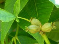 Ořechovec vejčitý - nezralý plod (Carya ovata)