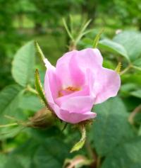 Růže dužnoplodá - větévka s květem (Rosa pomifera)