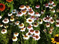 Marokánka pestrá (Ismelia carinata)