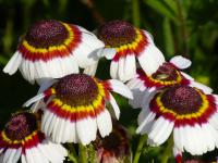 Marokánka pestrá (Ismelia carinata)