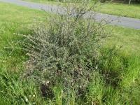 Skalník Zabelův (Cotoneaster zabelii)