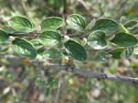 Skalník Zabelův (Cotoneaster zabelii)