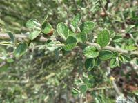 Skalník Zabelův (Cotoneaster zabelii)